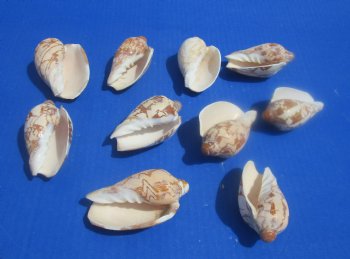 Wholesale Cymbiola Noblis, Noble Volute 3 inches to 4 inches - 10 pcs @ $.50 each; 100 pcs @ $.45 each