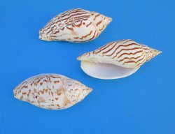 Voluta Loroisi Shells 3 inch to 4 inch - 25 pcs @ $1.15 each; 100 pcs @ $1.00 each