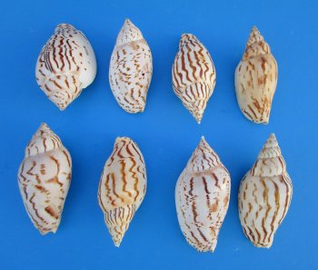Voluta Loroisi Shells 3 inch to 4 inch - 25 pcs @ $1.15 each; 100 pcs @ $1.00 each