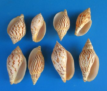 Voluta Loroisi Shells 3 inch to 4 inch - 25 pcs @ $1.15 each; 100 pcs @ $1.00 each