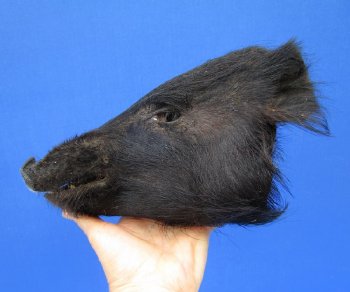 9" Preserved Georgia Wild Boar / Hog Head - $30