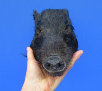 9" Preserved Georgia Wild Boar / Hog Head - $30