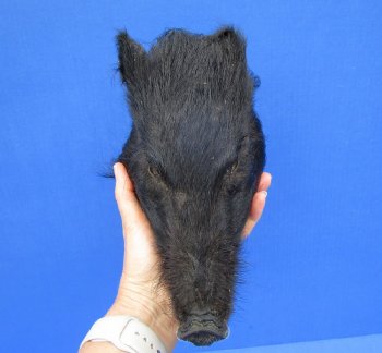 9" Preserved Georgia Wild Boar / Hog Head - $30
