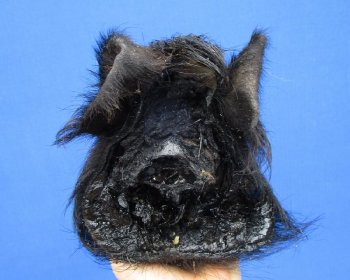 9" Preserved Georgia Wild Boar / Hog Head - $30