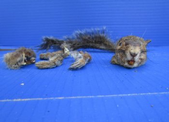 Preserved Squirrel Head, Legs, & Tail -<font color=red>Special Price</font> $25