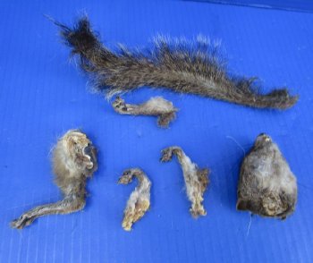Preserved Squirrel Head, Legs, & Tail -<font color=red>Special Price</font> $25