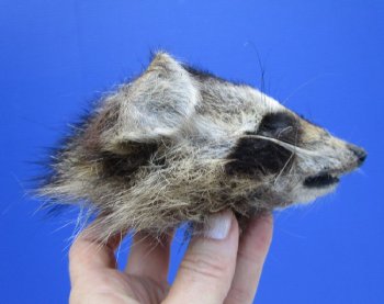 Preserved Raccoon Head for $30