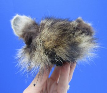 Preserved Raccoon Head for $30
