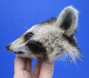 Preserved Raccoon Head for $30