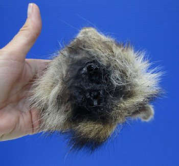 Preserved Raccoon Head for $30