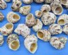 1-1/4" to 2-1/2" inches Goldmouth Turbo Shells, medium turban shells for hermit crabs - Case of 20 kilos @ $2.00 kilo