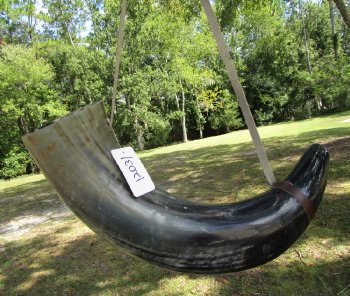 Buy this 25 inch Polished Buffalo blowing horn with leather strap for $30