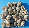 Silvermouth Turbo Shells Wholesale, turban, natural shells for hermit crabs 1-1/4" to 2-1/2 inches, a thick heavy shell used for hermit crabs - Packed: 2 kilo bag @ $3.50 kilo ($7.00 a bag)