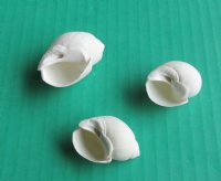 Wholesale white babylonia spirata seashells 1 inches to 1-3/4 inches - 1 kilo bag @ $4.00/kilo