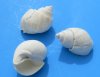 Wholesale white babylonia spirata seashells 1 inches to 1-3/4 inches - Packed: 1 kilo bag @ $4.00/kilo 