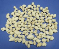 Wholesale white babylonia spirata seashells 1 inches to 1-3/4 inches - 1 kilo bag @ $4.00/kilo