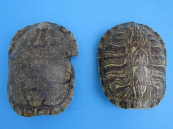 6 inches Red Eared Slider Turtle Shells Wholesale (Needs Further Cleaning) - 25 @ $8.75 each