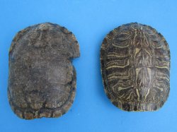 6 inches Red Eared Slider Turtle Shells Wholesale (Needs Further Cleaning) - 25 @ $8.75 each