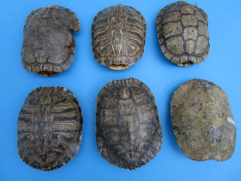 6 inches Red Eared Slider Turtle Shells Wholesale (Needs Further Cleaning) - 25 @ $8.75 each