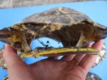 6 inches Red Eared Slider Turtle Shells Wholesale (Needs Further Cleaning) - 25 @ $8.75 each