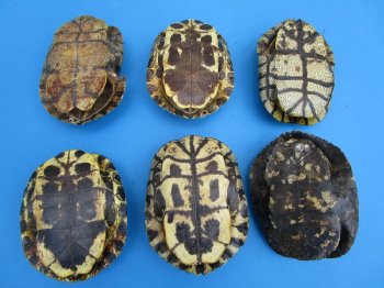 Two 7 inches B-Grade Red Eared Slider Turtle Shells 