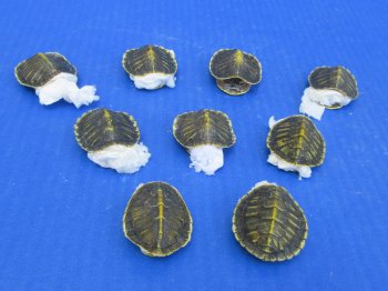 Wholesale Hatchling Red Eared Turtle shells (farming industry) - 5 pcs @ $12 each; 20 pcs @ $10.80 each