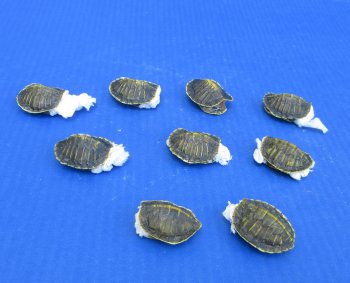 Wholesale Hatchling Red Eared Turtle shells (farming industry) - 5 pcs @ $12 each; 20 pcs @ $10.80 each