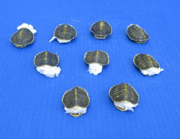Wholesale Hatchling Red Eared Turtle shells (farming industry) - 5 pcs @ $12 each; 20 pcs @ $10.80 each
