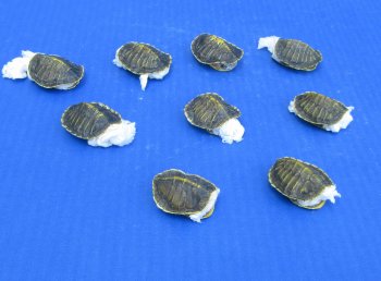 Wholesale Hatchling Red Eared Turtle shells (farming industry) - 5 pcs @ $12 each; 20 pcs @ $10.80 each