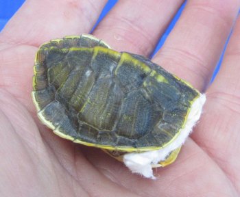Wholesale Hatchling Red Eared Turtle shells (farming industry) - 5 pcs @ $12 each; 20 pcs @ $10.80 each