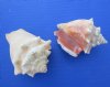 Wholesale fighting conch shells from Haiti 2" to 3-1/2" -$10.50 gallon; Packed: 6 gallons @ $9.45 gallon (May have a little dirt on them - review photos)