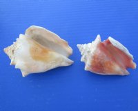 Wholesale Haitian fighting conch shells 2" to 3" -$12.00 gallon; 6 gallons @ $10.80 a gallon