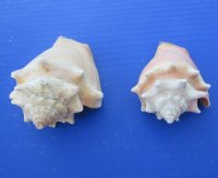 Wholesale Haitian fighting conch shells 2" to 3" -$12.00 gallon; 6 gallons @ $10.80 a gallon