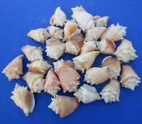 Wholesale Haitian fighting conch shells 2" to 3" -$12.00 gallon; 6 gallons @ $10.80 a gallon