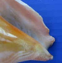 Wholesale Haitian fighting conch shells 2" to 3" -$12.00 gallon; 6 gallons @ $10.80 a gallon