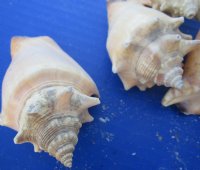 Wholesale Haitian fighting conch shells 2" to 3" -$12.00 gallon; 6 gallons @ $10.80 a gallon
