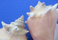 Wholesale Haitian fighting conch shells 2" to 3" -$12.00 gallon; 6 gallons @ $10.80 a gallon