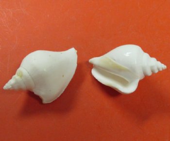 Wholesale white strombus canarium dog conch shells for crafts 1-3/4" to 2-3/4" - 25 pcs @ $.25 each 