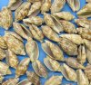 Wholesale bat volute sea shells in bulk - bulk medium craft shells 2" to 3" - Box of 20 kilos (44 pounds) @ $1.00 kilo - Minimum: 2 boxes (1 kilo = 2.2 lbs)