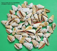 Case of wholesale Strawberry Strombus Conch Shells 1-1/2" - 2-1/4" -  20 kilos @ $2.00 kilo 