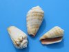 Wholesale Strawberry Strombus Conch Shells, bulk small shells for crafts  1-1/2" - 2-1/4-" - Packed: 2 kilos @ $ 2.25 kilo ($4.50 a bag) (1 kilo = 2.2 lbs) Minimum: 4 kilos 