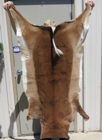 African Impala Skins, Hides  Grade B, - (1 pc, 5 pc)