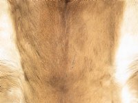 African Impala Skins, Hides  Grade B, - (1 pc, 5 pc)