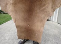 African Impala Skins, Hides  Grade B, - (1 pc, 5 pc)