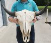 Buffalo Skulls/Water Buffalo Skulls For Sale - Hand Picked pricing