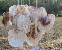 38 inches large saddle oyster shell wind chimes (2 pcs)