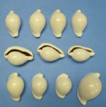 Wholesale Common Egg Cowrie Shells 1-7/8 to 2-7/8 inches - Packed: 10 pcs @ .60 each; Packed: 100 pcs (10 bags) @ .54 each