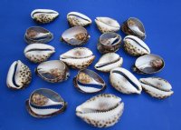 Wholesale Cut Tiger Cowrie shells 3 to 4 inch - 50 pcs @ $1.15 each