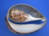 Wholesale Cut Tiger Cowrie shells, Cypraea tigris 3 inch to 4 inch - Packed: 50 pcs @ $1.15 each