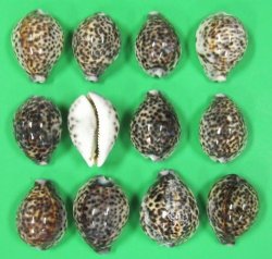 2-1/2" to 3" Wholesale Polished Tiger Cowrie Shells from Africa - 50 pcs @ .36 each 